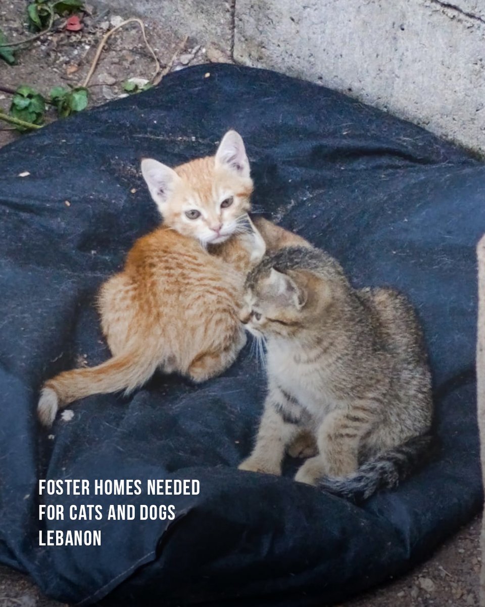 JessicaRahhal's tweet image. We’re pausing all rescue activities until we find safe, caring foster homes for our rescued cats and dogs. 🐾
If you can open your home, temporarily, you can make all the difference. Send a WhatsApp message to 71 533 202 to fill out the foster form.

#adoptdtonshop #stories