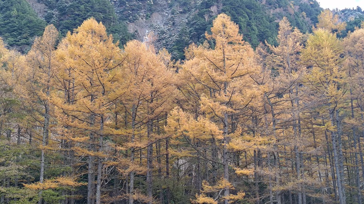 午後もお天気に恵まれ、カラマツも最盛期です。