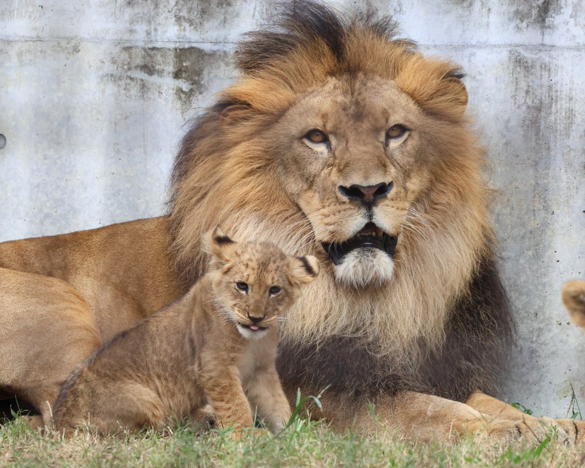 しげぞうライオン やまこじ on X