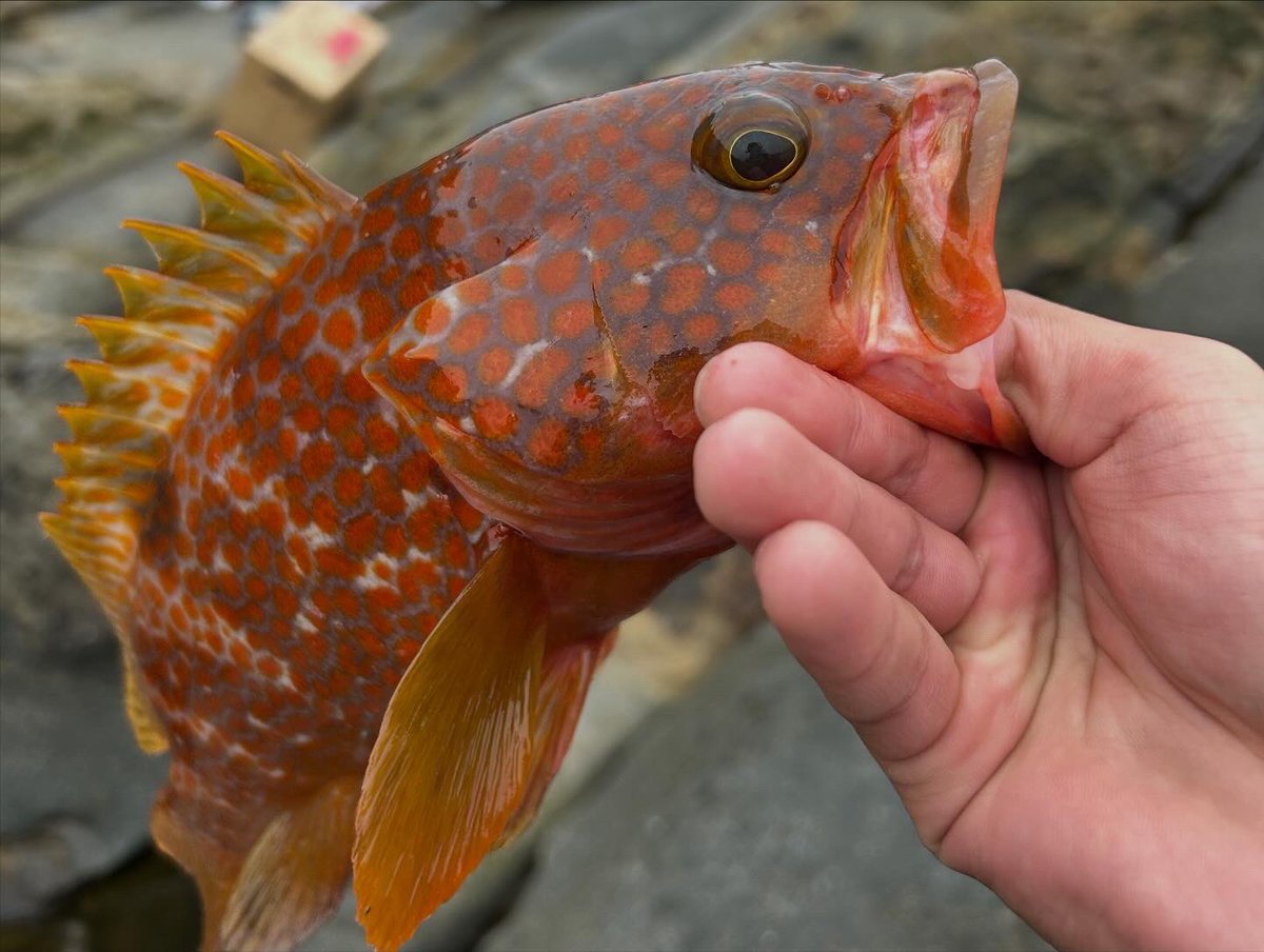 Fish throttle (クソ雑魚アングラー) tweet media