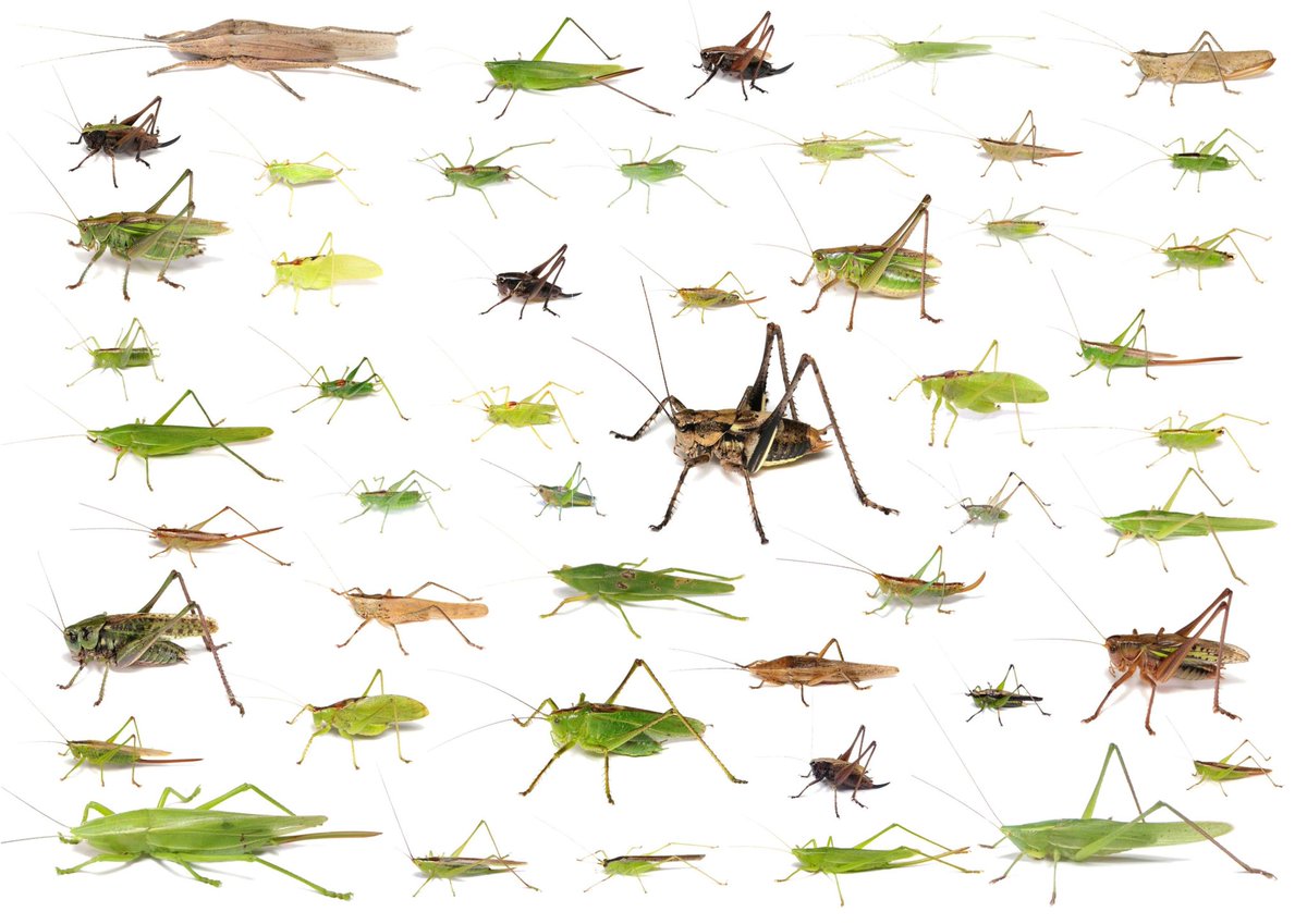 キリギリスの仲間