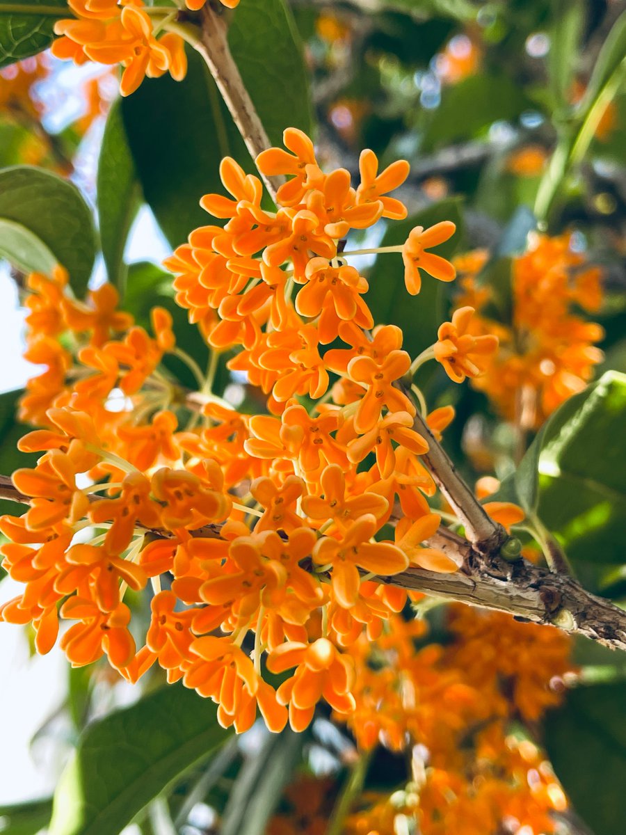 とうかとう on X