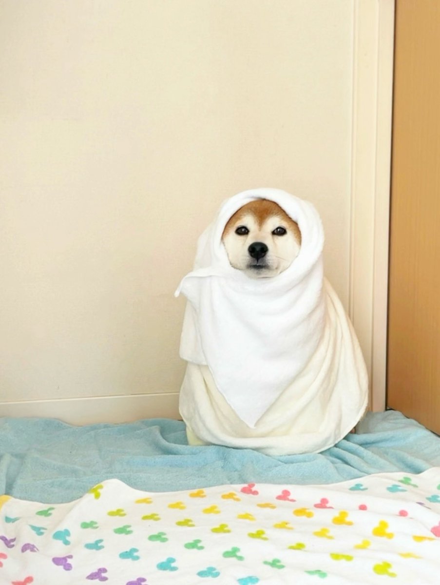 柴犬·͜·♡もも (@momonosekaiii) / Posts / X