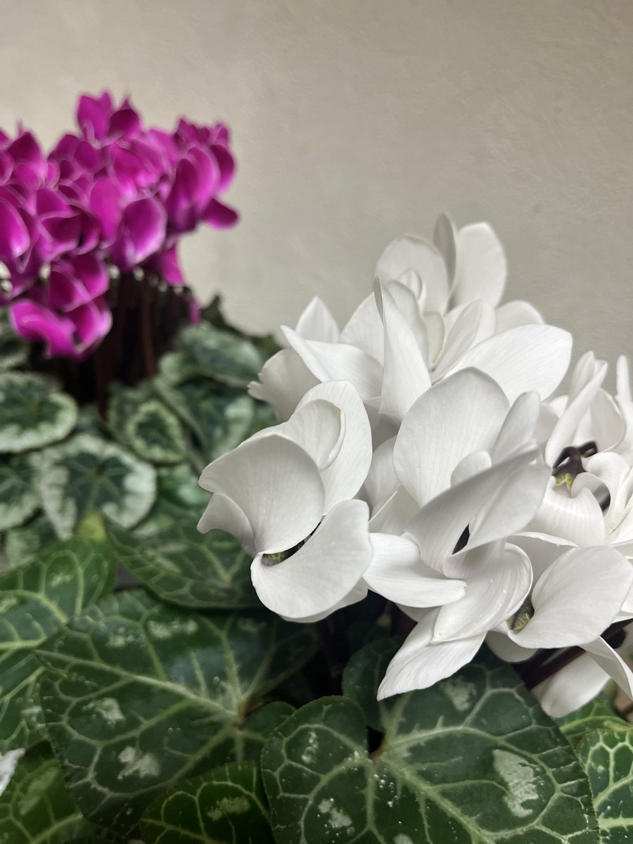 きくっち(o^-')b ! on X