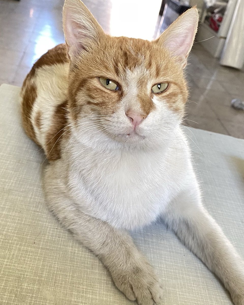 Bu yavrumuz, biri yemek verirse yiyormuş, yoksa aç aç oturuyormuş. 😪 Yaşlı bi sarman oğlumuz. Son yıllarını sıcak bi evde, aç kalmadan geçirmeyi hakediyor. 🥺 Gaziantep ses ver lütfen. Başka bi şehirde yaşayan varsa, nakli ben karşılıcam, söz.