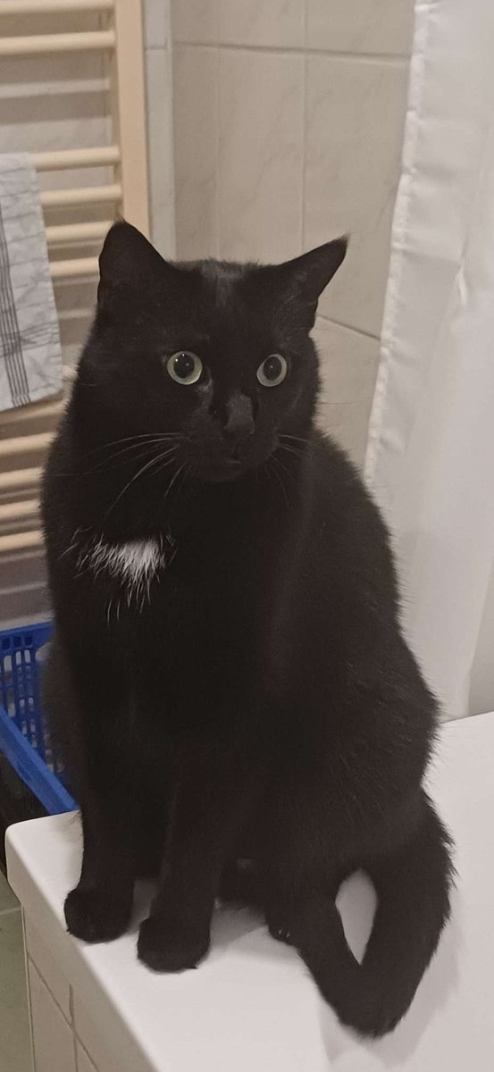 Basti_Sito's tweet photo. Er sieht Dinge, die niemals ein Kater hätte sehen sollen. Mich - vor dem ersten Kaffee.

Seit diesem Tag war er nie mehr das Alte.

#buster #blackcat #minipanther https://t.co/7jcIgesQsb