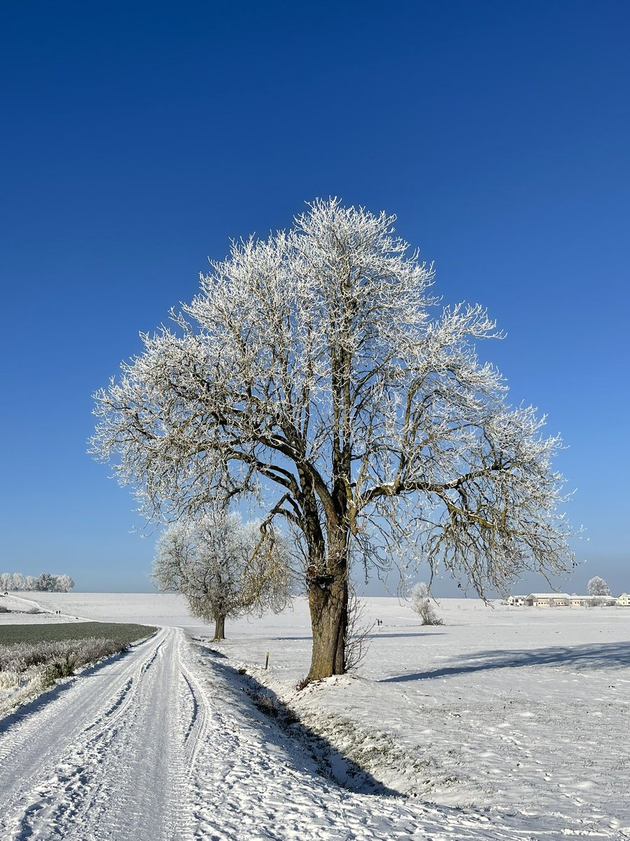 Protonaandy's tweet image. The tree of life 
The tree of humanity 
The tree of knowledge 
Let’s not shipwreck it 
Contain greed 
Contain hatred 
Contain malice 
Learn from nature 
Best education comes from nature 
#vss365 #shipwreck #tree #nature #NatureBeautiful #Education #NaturePhotography