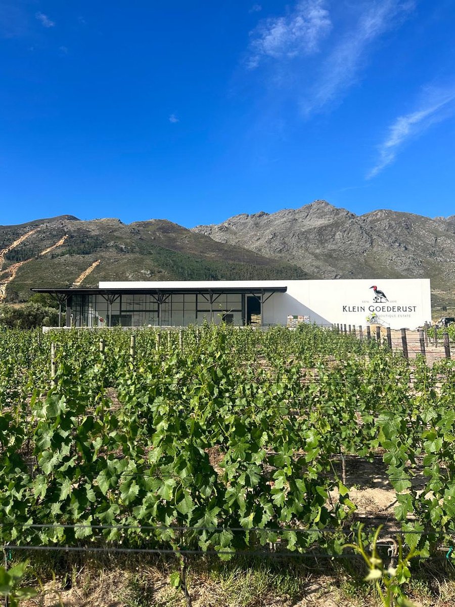 ZwaneSiguqa's tweet image. The family bird is now on. 
Been counting down to this for 7years! Thank you to all my wine lover friends on this platform. We’re here now. Do visit us on your next trip to the wine lands 🙏🏾❤️