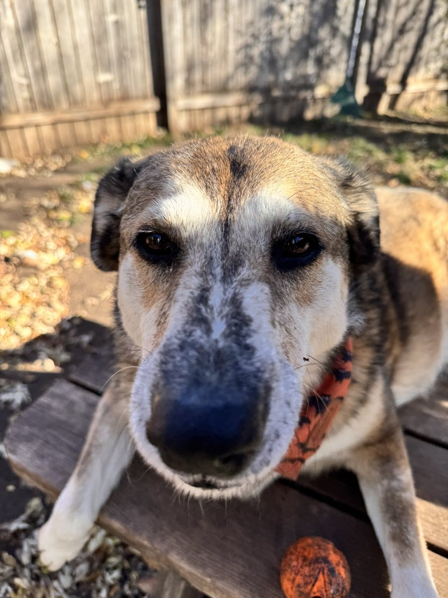 GoddessTales's tweet image. #boopmynose 
Have a nice day #GoodMorning 
Magick