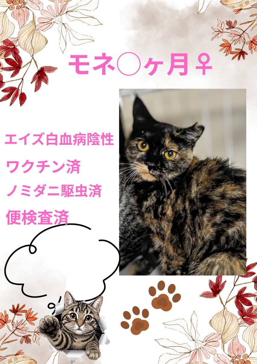 ねこ♡ ねこさく🐈‍⬛(猫ゐ咲夜) (@nekoi__) / Posts / X