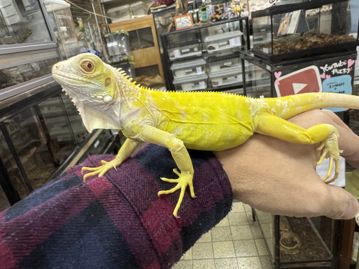 🍺こう🦎🍻🍢 on X