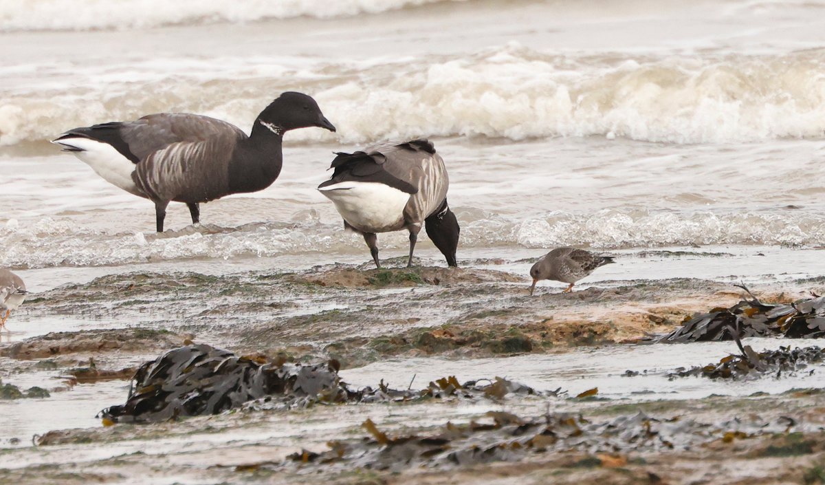 Purple Sandpiper with Brent Geese at Walton on the Naze. 3rd November 2025. <a href="/EssexBirdNews/">EBwS Bird News</a>