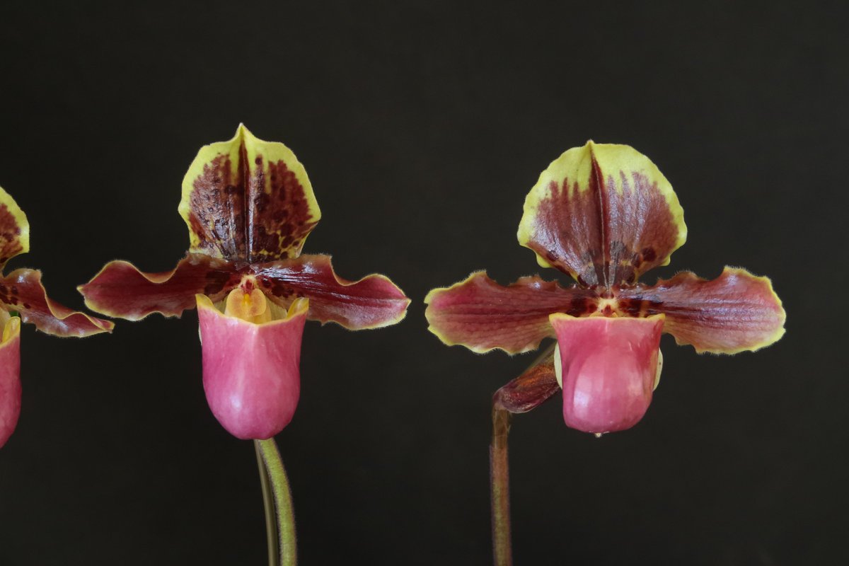 ぱせり　オーダー 株）東京オーキット・ナーセリー on X