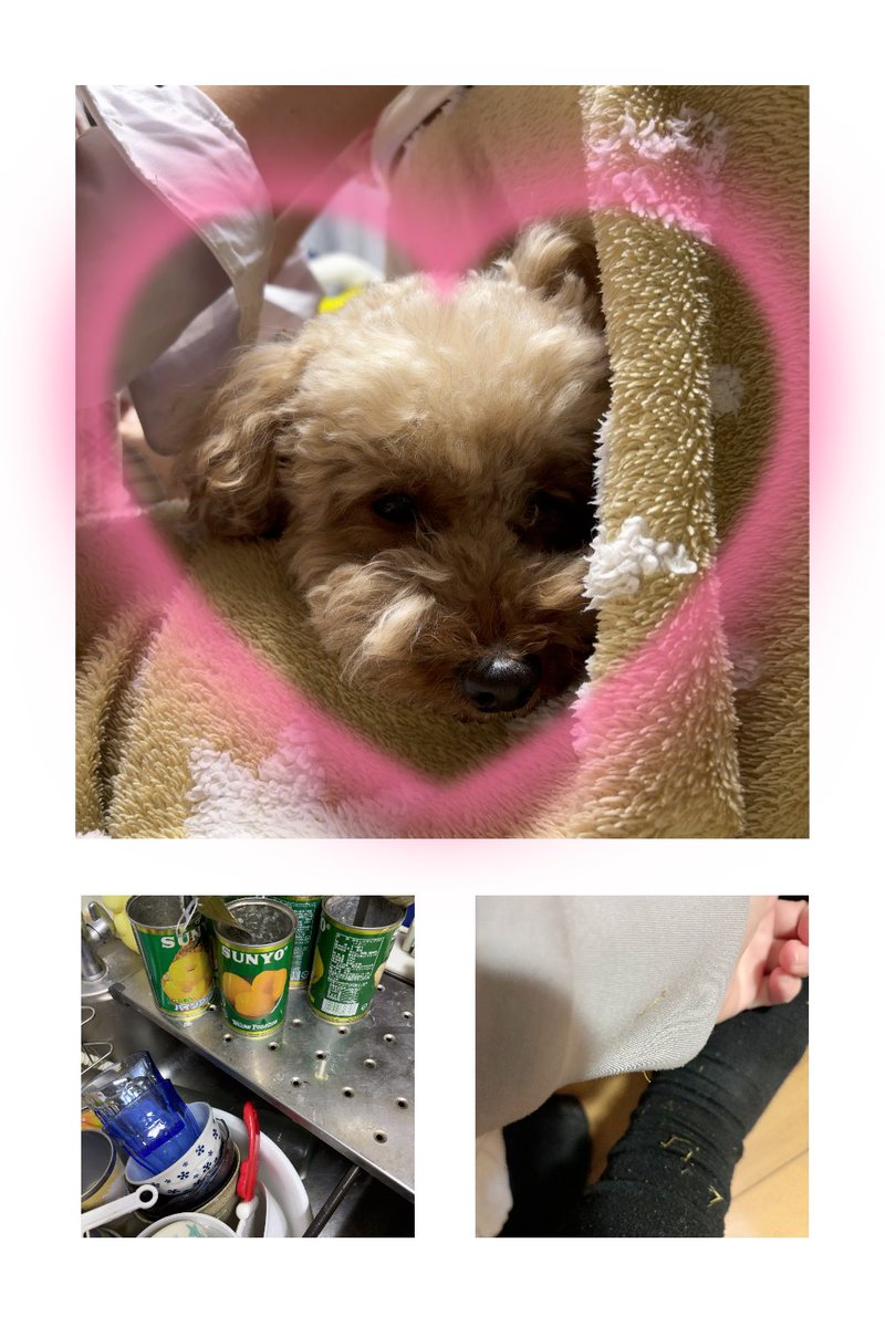 サル吉サオリん さおりん🤠 on X