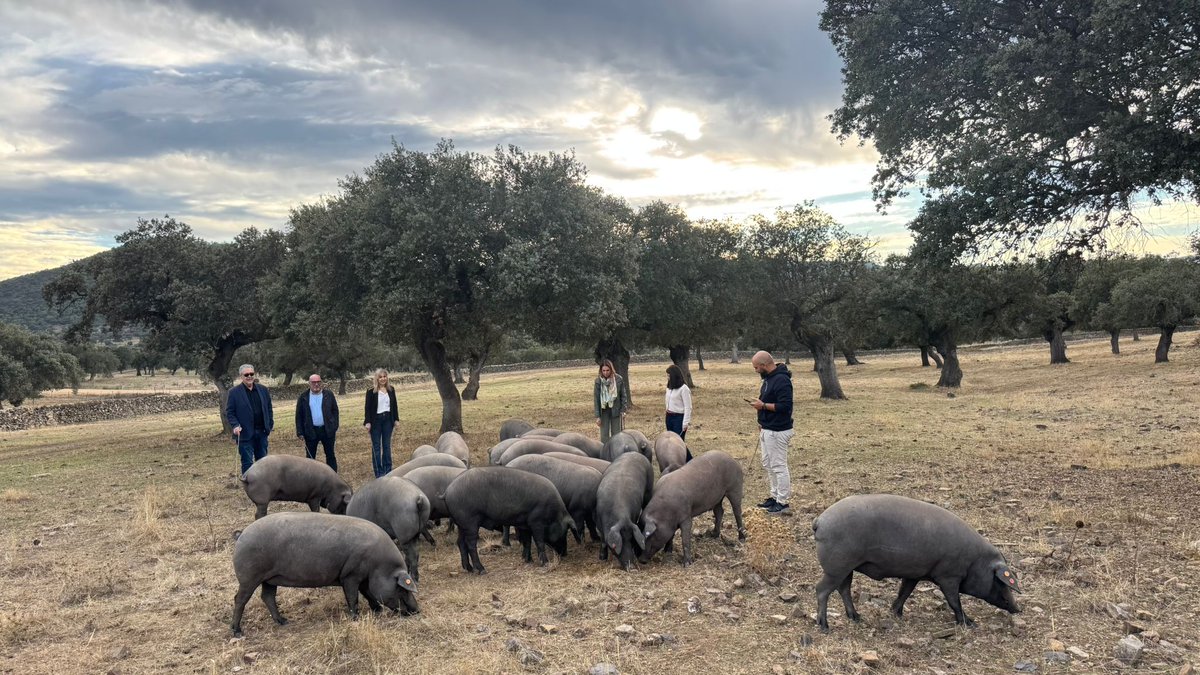 🐷 Cinco agentes turísticos portugueses 🇵🇹están conociendo las experiencias que ofrece la #RutadelIbérico ‘Dehesa de Extremadura’, a través de un viaje organizado por <a href="/extremadura_tur/">Extremadura Turismo</a>.