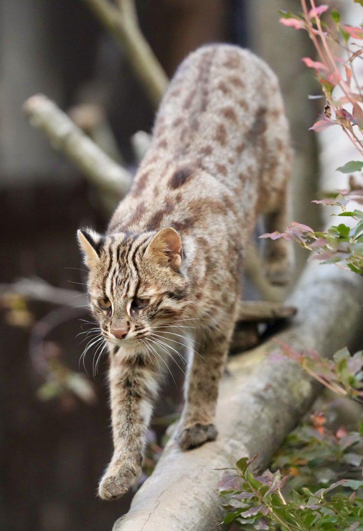 tama080707's tweet photo. かりおくん😸
2025/11/1📷
#東山動植物園生まれ
#那須どうぶつ王国
#ツシマヤマネコ
#かりお
#tsushimaleopardcat
#Kario https://t.co/sVnOdExbUw