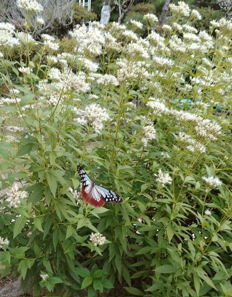 シトリン (@e42148) / Posts / X