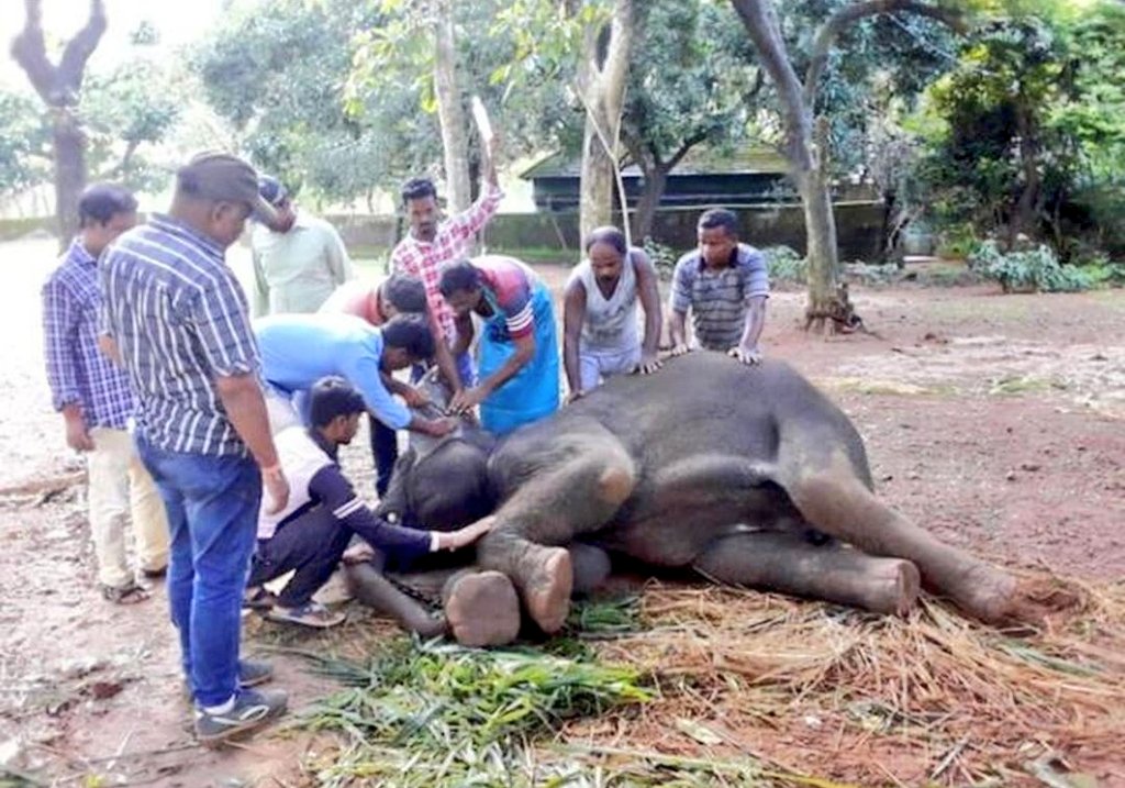 shivxam__'s tweet image. हाथी मर गया 😭