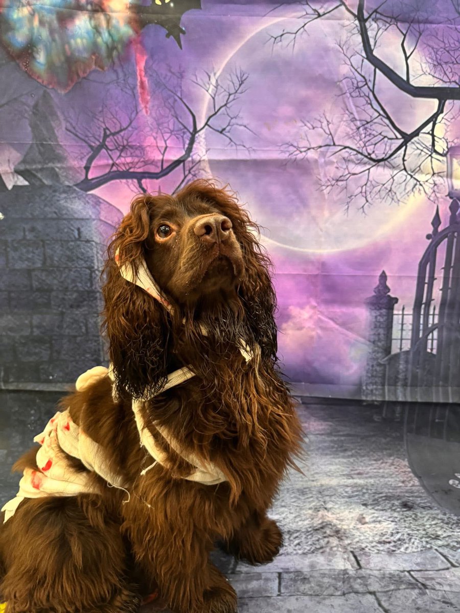 shescalledkris's tweet photo. Halloween dog costume! https://t.co/uO28jPQSEg