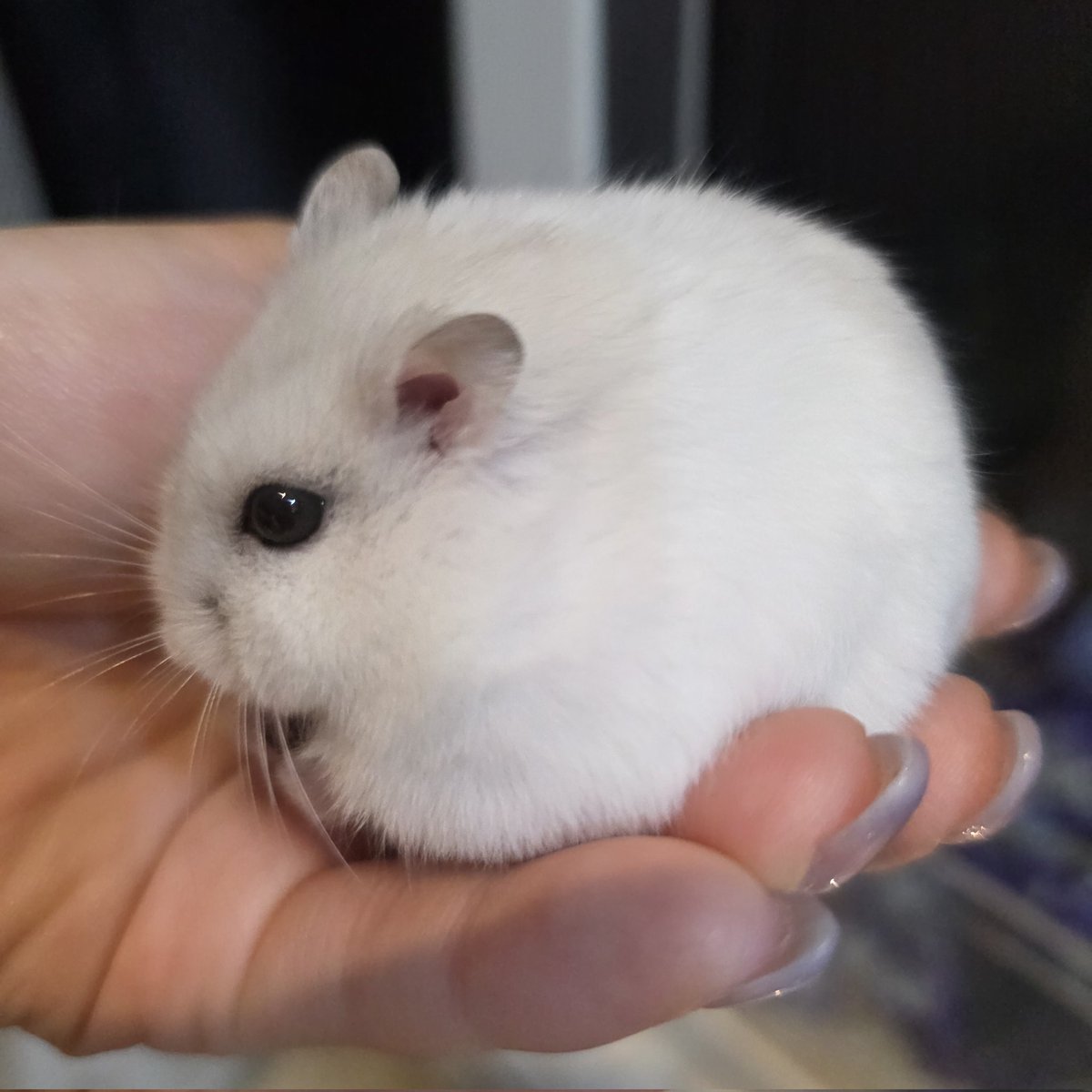 오늘도 물뵤룩 구도
근데 햄집사님들은 겨울에 환기 어떻게하시나요?
저같은 경우에는 창문 근처에 햄스터 집이 있어서 겨울 내내 창문을 열지 못하는..쿨럭..
이번 겨울에는 햄집앞에 온풍기 틀고 환기해볼까 싶어요