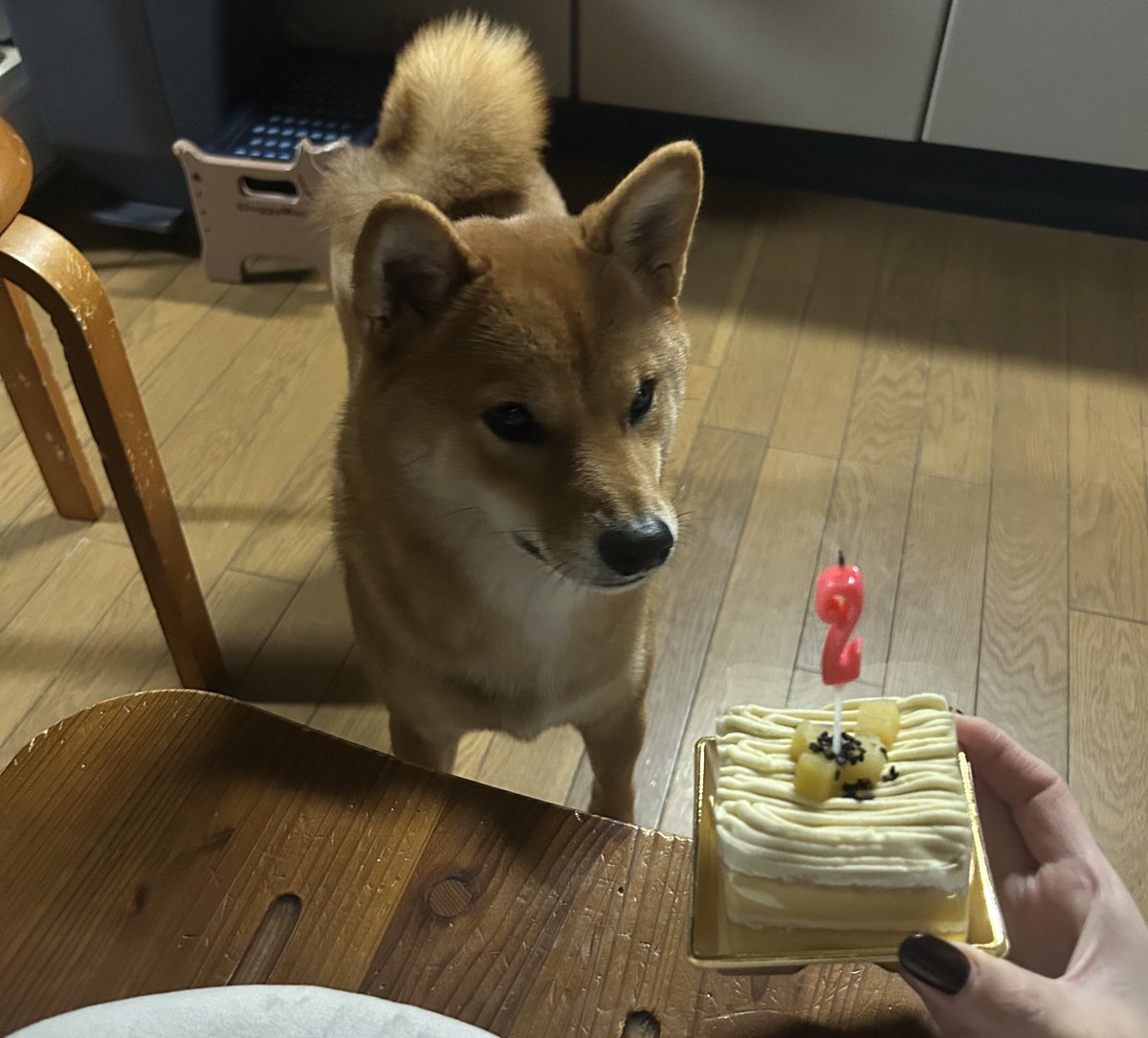 誕生日お祝いされる犬🎂🐶