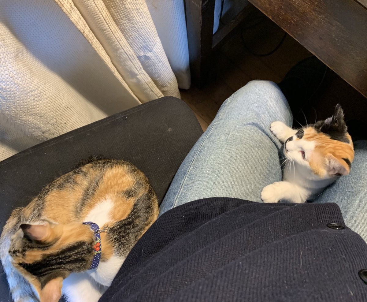 あんた！どきなさいよ！メス猫にだけモテる俺。嬉しいけど邪魔は邪魔。