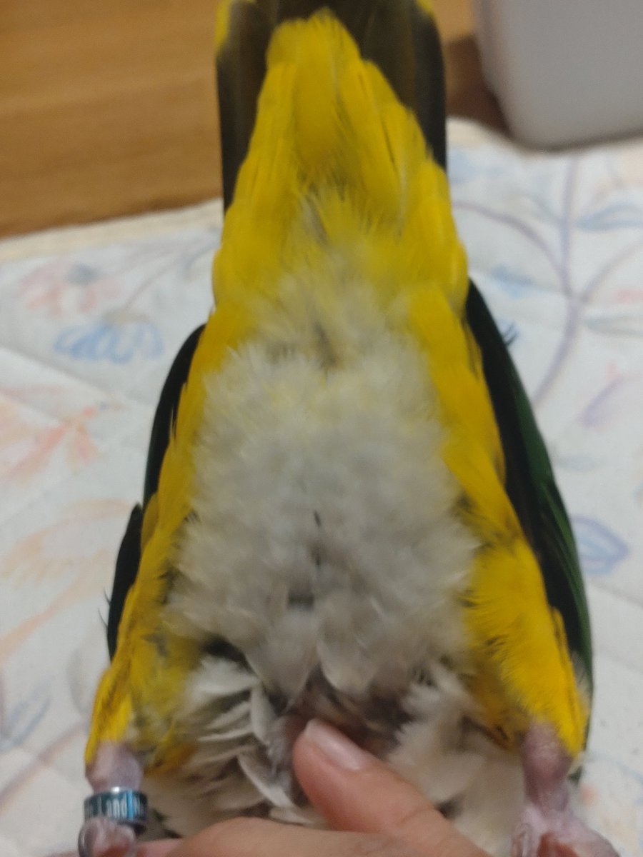chinachina5087's tweet image. はい、捕獲🤭
#シロハラインコ
#夢ちゃん　#捕獲