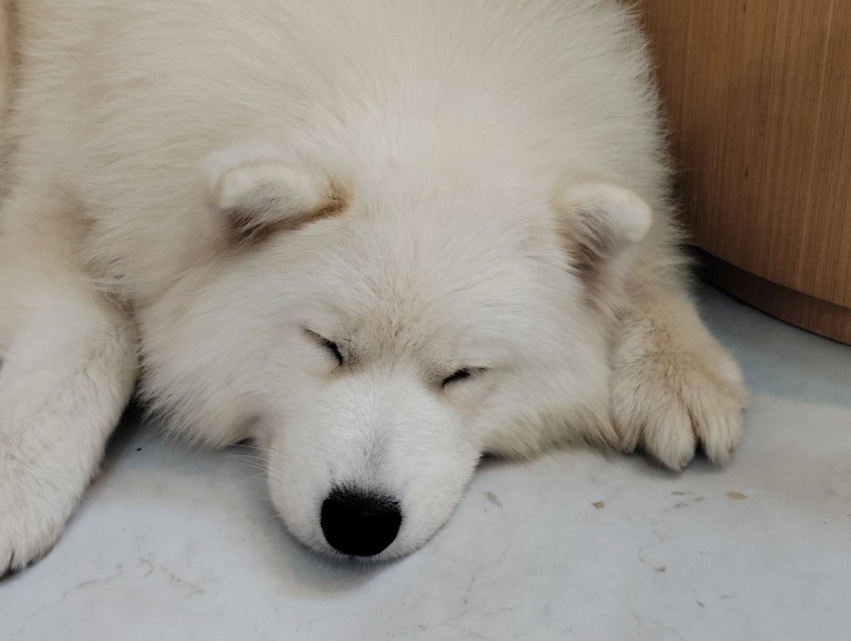 さるえもページ アニマルBinO】883style サモエドCaf OPEN！ | 茨城県水戸市の新築工事