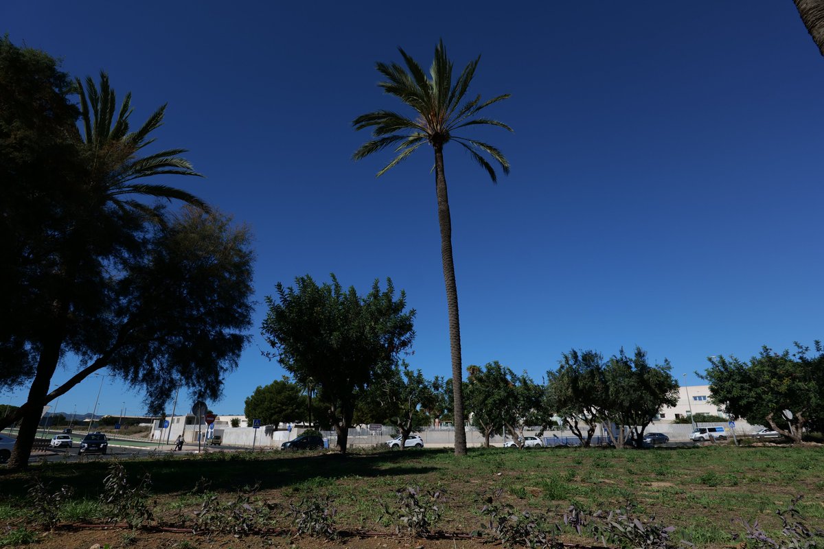 Jardines de Cartagena tweet media