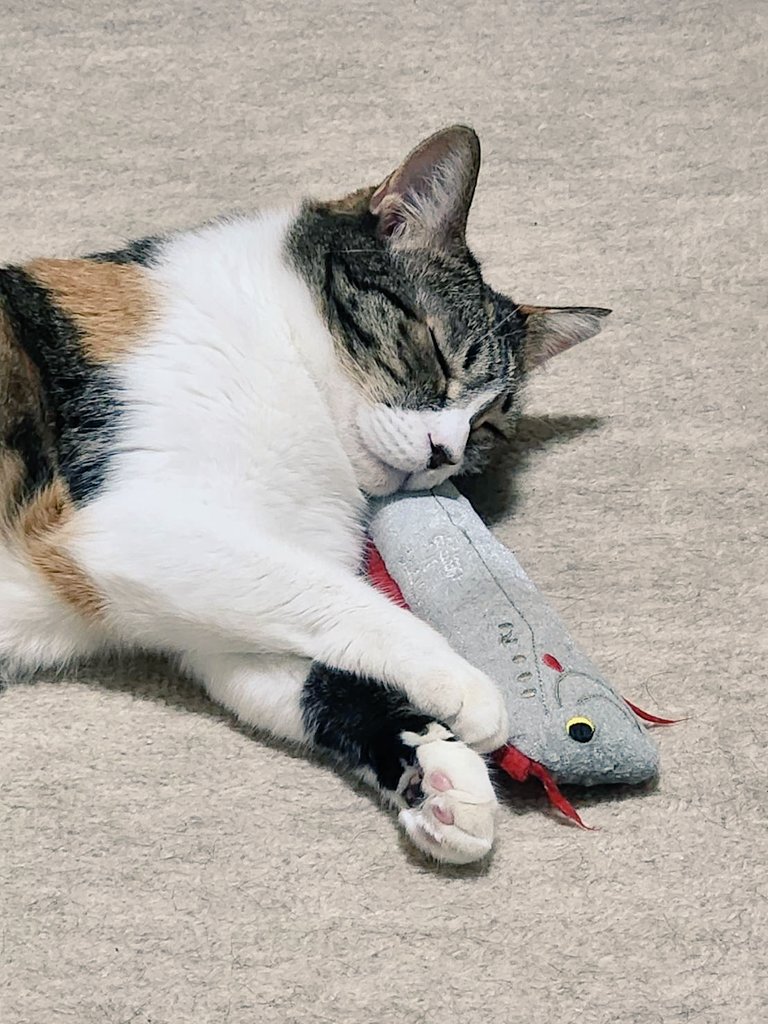 mogu_pero2's tweet image. ぬいぐるみ枕にしてるのも、ぽやぽやな足もかわいい🥲︎  #保護猫  #猫のいる暮らし