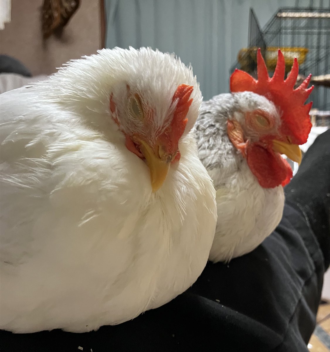 yorozuyaCotori's tweet image. 今日も可愛いよ。