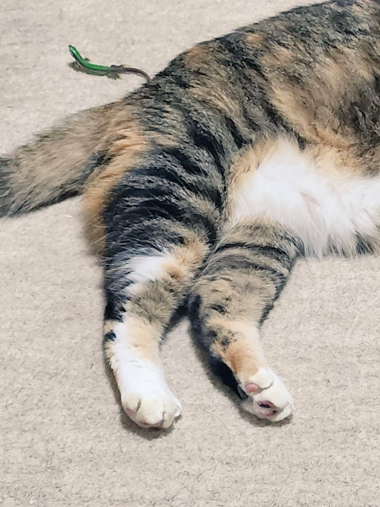 mogu_pero2's tweet image. ぬいぐるみ枕にしてるのも、ぽやぽやな足もかわいい🥲︎  #保護猫  #猫のいる暮らし