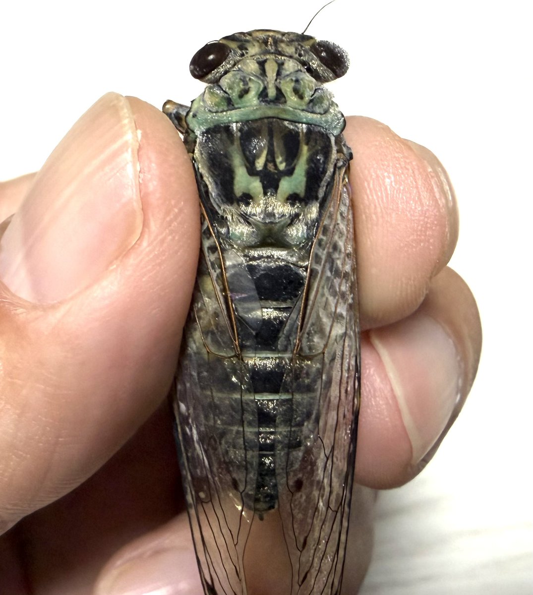 わわwa3 (@jb_wa3) / Posts / X