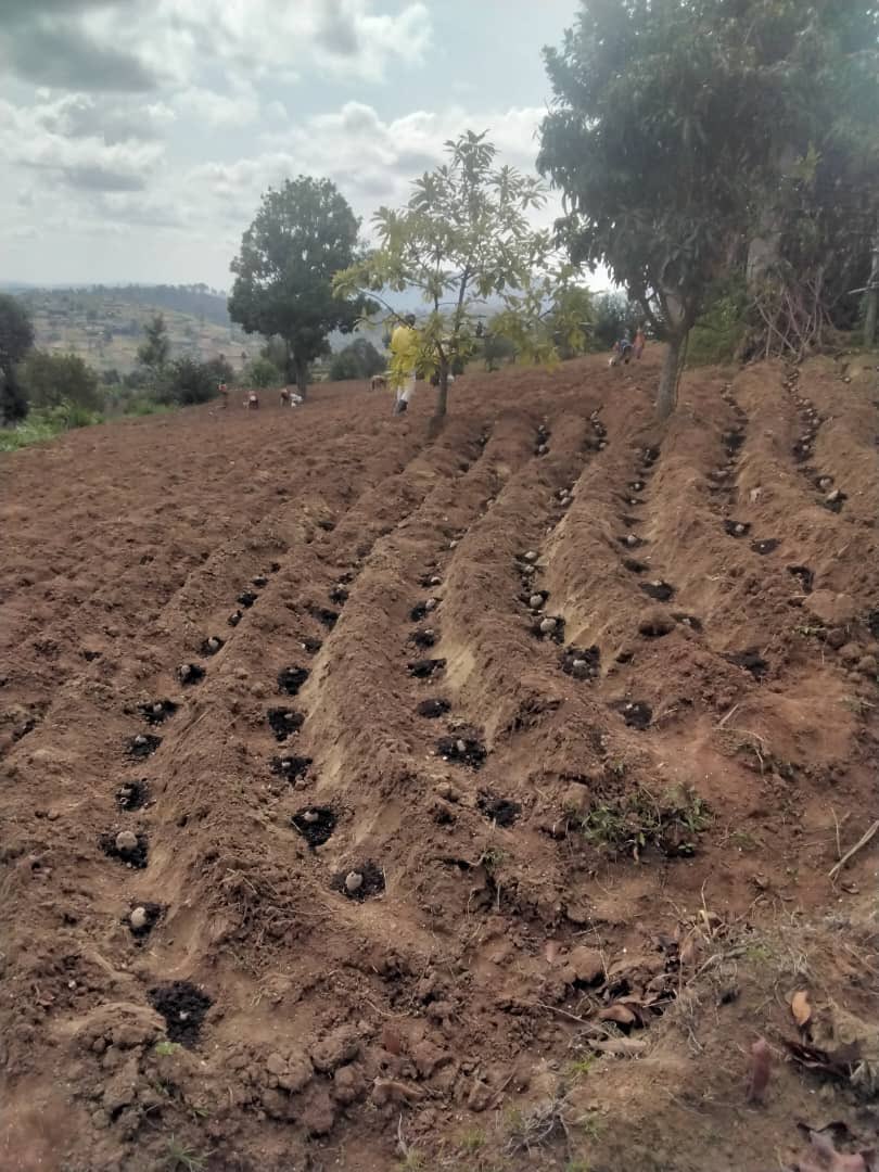 GreencareRwanda's tweet photo. Farmers’ Choice

Healthy soil = healthy harvest 🌽
That’s why more Rwandan farmers trust Grekompost for natural fertility and long-term soil care.
Let’s grow sustainably, together 💪
#Grekompost #GreencareRwanda #GreenAgriculture https://t.co/WPExcRWU4n
