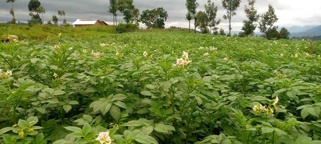 GreencareRwanda's tweet photo. Farmers’ Choice

Healthy soil = healthy harvest 🌽
That’s why more Rwandan farmers trust Grekompost for natural fertility and long-term soil care.
Let’s grow sustainably, together 💪
#Grekompost #GreencareRwanda #GreenAgriculture https://t.co/WPExcRWU4n