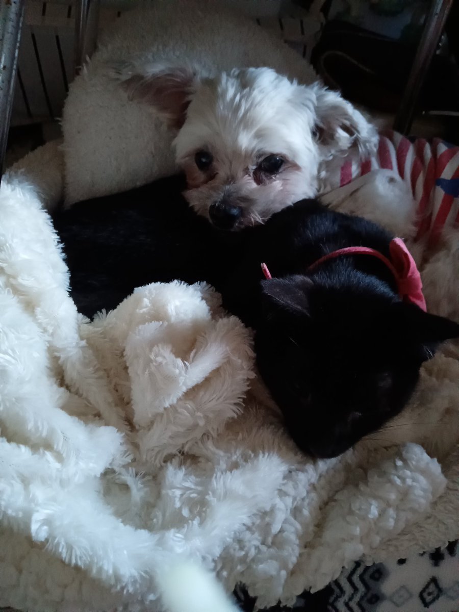 juria0301's tweet photo. 1週間後🐈‍⬛🐶 https://t.co/m4EiHl9jvq