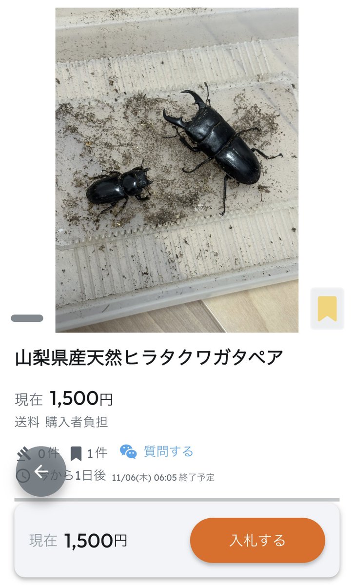 SHOP MUSHIYA / ムシオク! / kuwayan tweet media