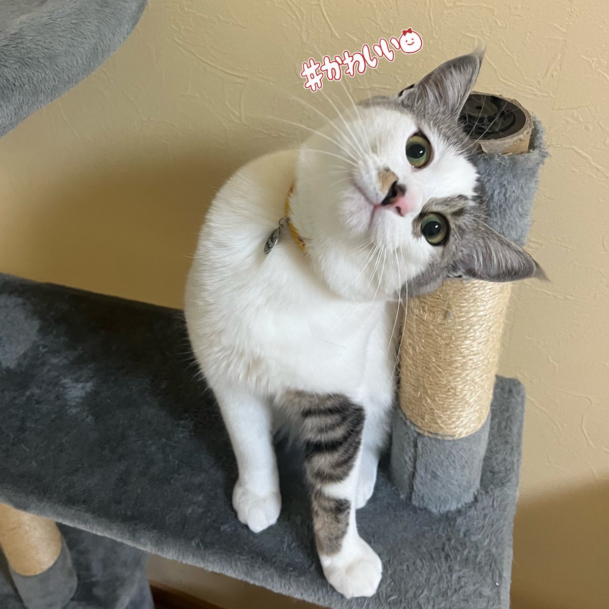 nya96heimao's tweet photo. うんちょこちょこちょこぴー‼️
(伝わる人には伝わる…はずだ…！笑)

#猫のいる暮らし𓏲𓎨 
#てんてこまいの日常
懐かしの #ピラメキーノ https://t.co/LC3l4SUe5Q