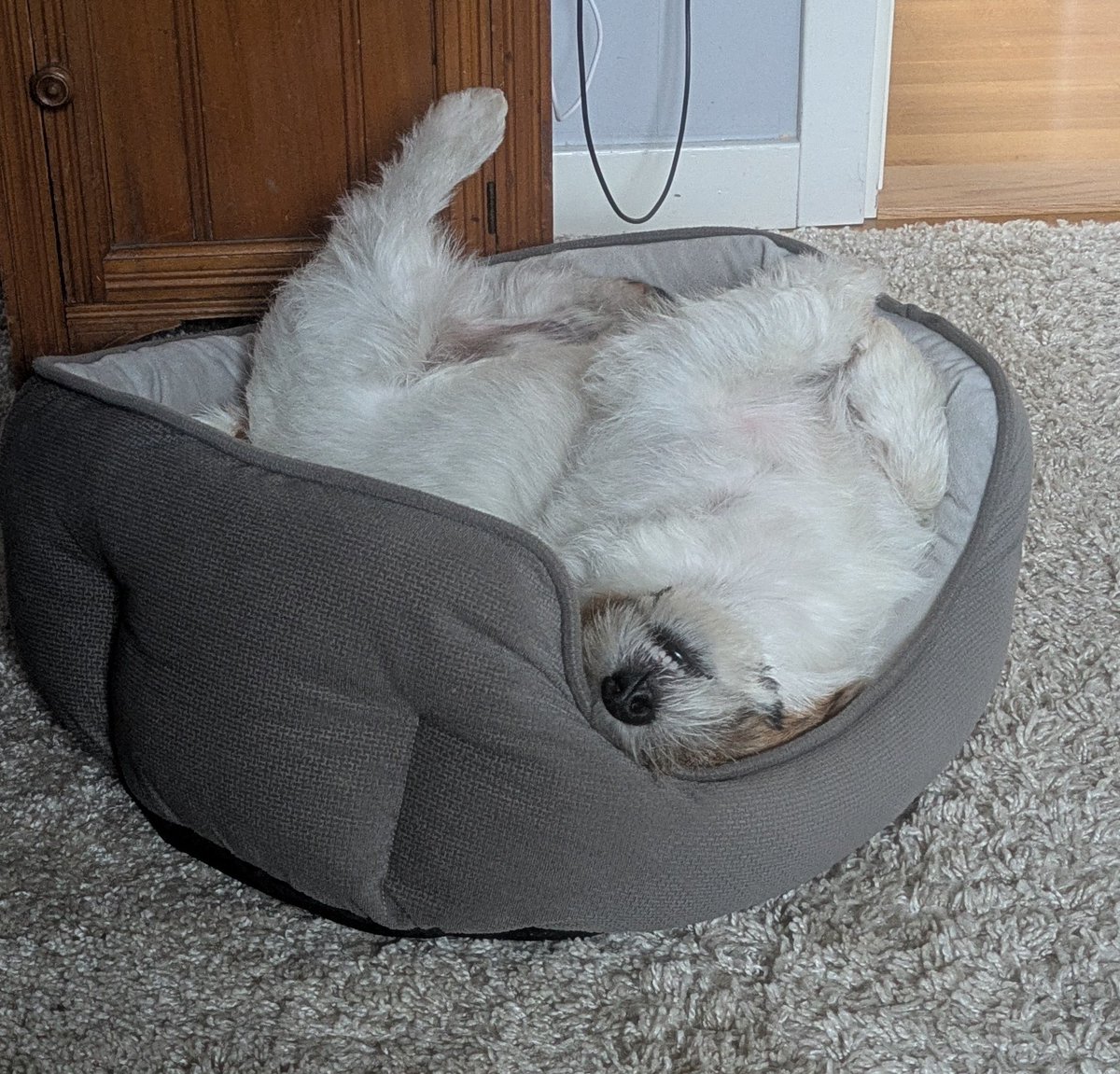 Lungt och stilla på hemma kontoret. 
Det regnar ute och Elmo tar lungt.