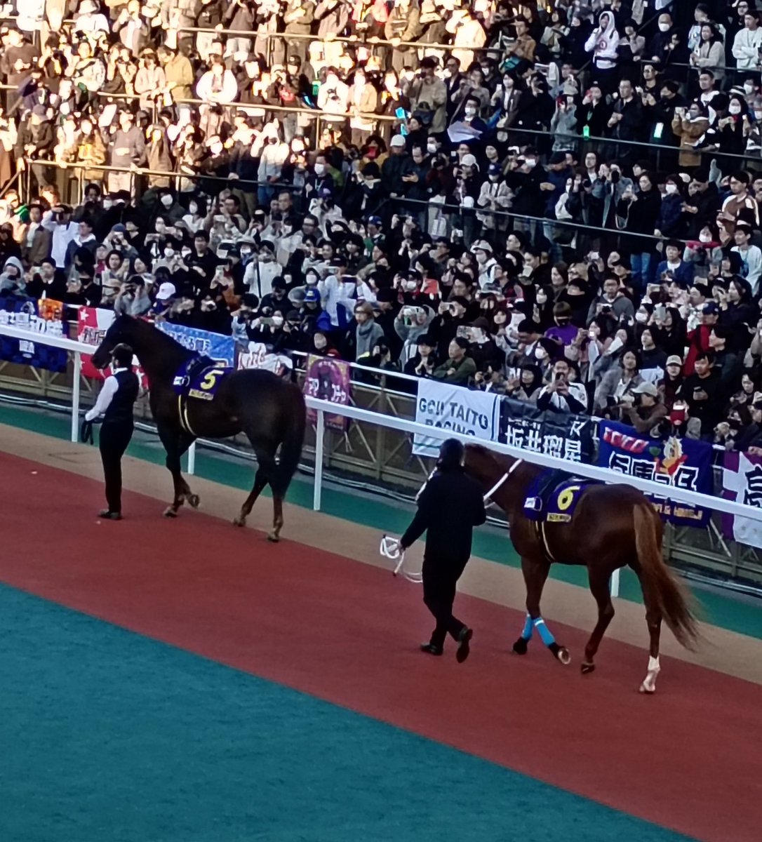 昨日のドンちゃんのラストランのパドック。ゼッケン5番。
種牡馬入りおめでとうございます。お子様楽しみだねー。#ドンフランキー