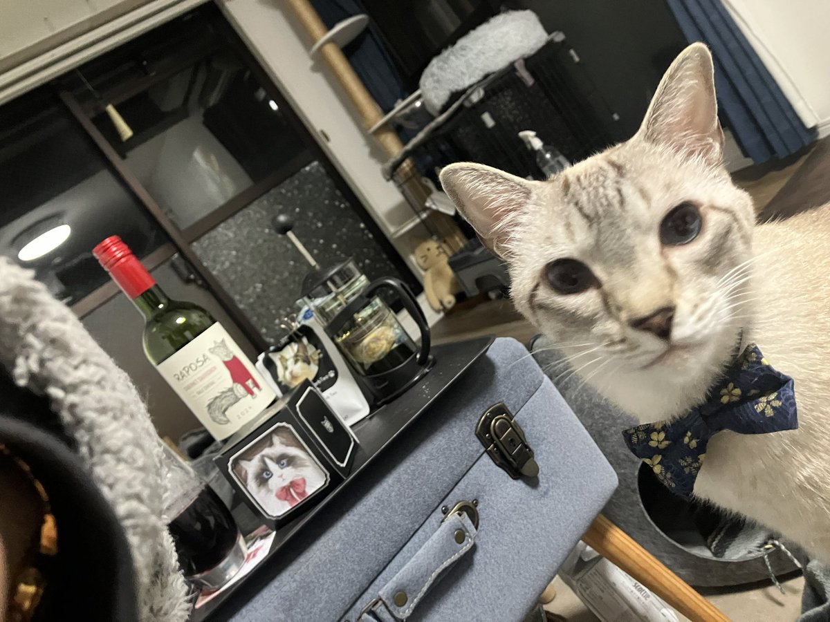 コッポラオリジナルアート作品 2作品限定❢ 『主人を待つネコ』 JUNe.N on X