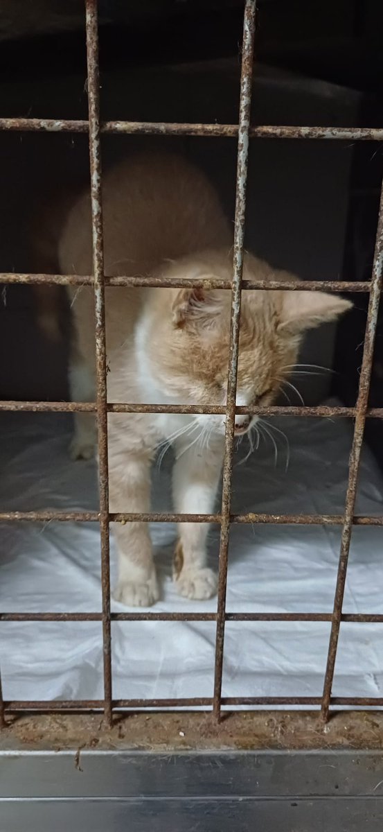 Bu yavru veteriner de sahiplenmeyi bekliyor ..Gözleri görmüyor ..Cok magdur durumda ..ütfen ilgilenenler bana dm den yazabilir mi..