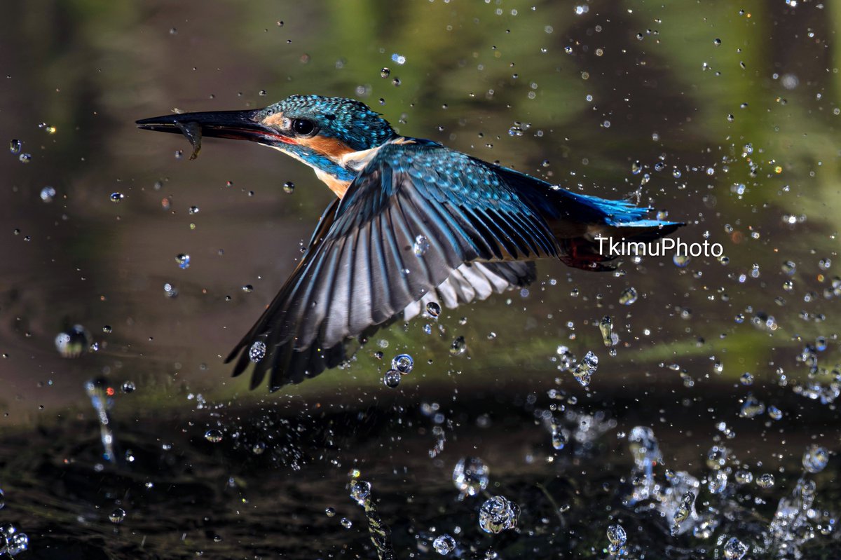 Kimo 限定版 魚の版画 66/100 Kimo 限定版 魚の版画 66/100