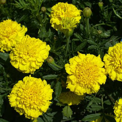Seeds and Plants tweet media