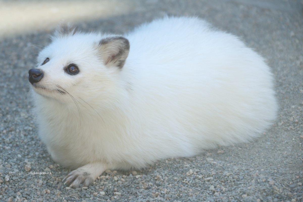 Cheng-Ren🦊🐺 on X