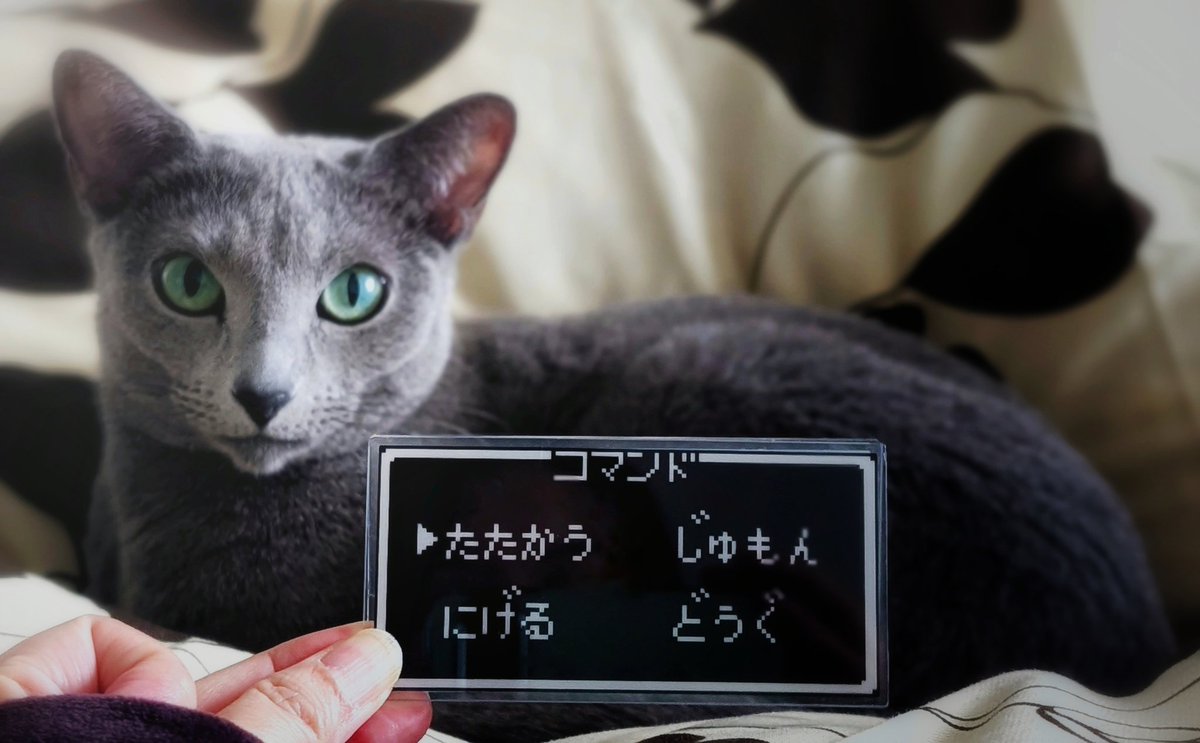 やったぜ…これがほしかったんだ…！！！💪