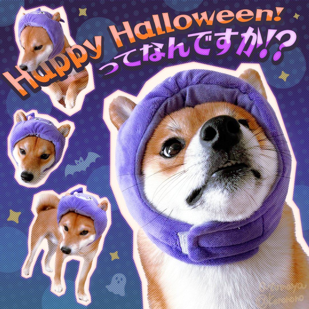 kenonono's tweet photo. 10/31に予約投稿したつもりが、出来ていなかったので再投稿だ！ﾉ('ω')ﾉ
ハナオくん、犬生初の被り物チャレンジ🎃
初めてで不安だったろうに、3分くらい耐えてくれました🥲
母さんうれしくて、撮った写真を切り貼りしてハロウィンの思い出画像作っちゃった 
付き合ってくれてありがとう、ハナオ https://t.co/W4p0mEfN52