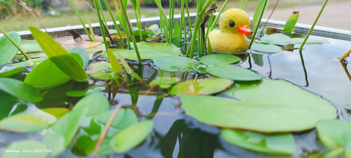 ว่างเกิ๊น นั่งดูเป็ดในอ่างปลา