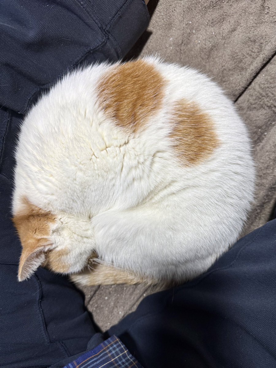 ラブ 😸💕 on X