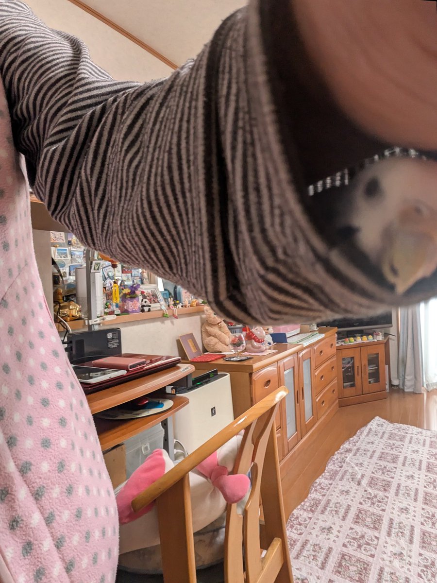 こんばんは🌙
インフルエンザの予防接種をして来ました（職業柄半強制）毎年接種した翌日は発熱します。
今夜は好きな物を食べて早く寝ます
久しぶりに大好きアボカドを食べました。セキセイインコにアボカドはダメなので昼間🐦️ぴーとたくさん遊んで早めにお家に帰ってもらいました 、歯磨きします